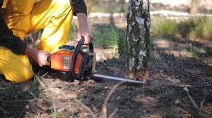 How Our Tree Care Process Works  in  Adelanto, CA